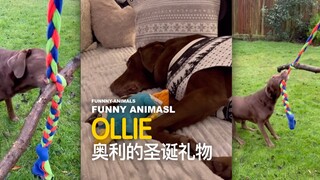 โอลี่ได้รับของขวัญคริสต์มาสที่เขาอยากได้ที่สุด