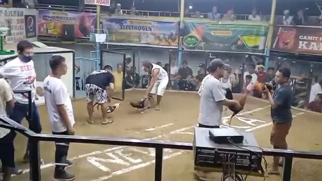 3rdfight hutch gray 🐓🐓#champion🐓🐓#congrats