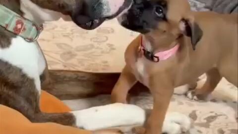 boxer puppy