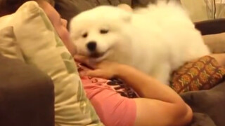 [ซามอยด์] ซามอยด์น่ารักที่ทำตัวเหมือนเด็กเอาแต่ใจ awl