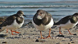 Turnstones on The Beach ที่ St Ives ในคอร์นวอลล์