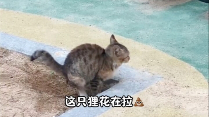 Proses mekanis kucing buang air besar～