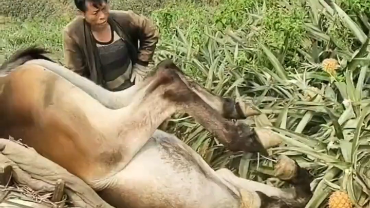 可怜的马儿，愿它来生不在给人当牛做马!