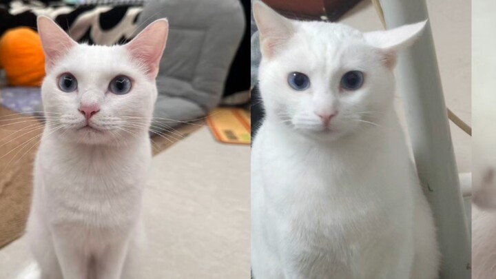 Cat Swap Record