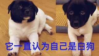 It has always thought of itself as a white dog.