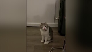 Tình hình là Beo gào cái quá làm mẹ rất đau đầu huhu cat meow catsoftiktok