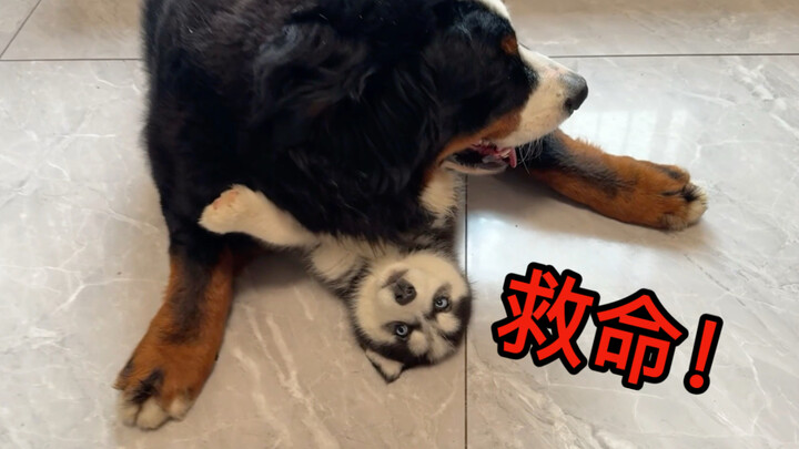 "Anjing Tua Mengasuh Anak, Yang Penting Tetap Hidup"