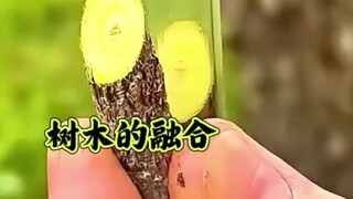 حول اندماج الأشجار