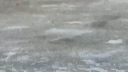 Tikus: Tolong, kasih aku kematian yang cepat dan bersih! #IniCeritaMengharukan #NgakakBanget