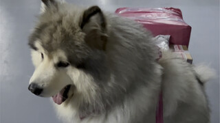 لماذا؟ كلاب الزلاجة الخاصة بي ترفض سحب الأشياء!