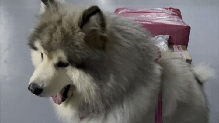 为什么？我的雪橇犬不肯拉东西！