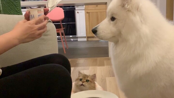 Golden Tabby Mochi Bounces Like a Bunny After Drinking Yogurt, Samoyed Gummy Stages a Sly Drama in “