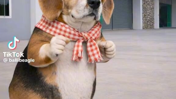 ไอ้ปีโป้