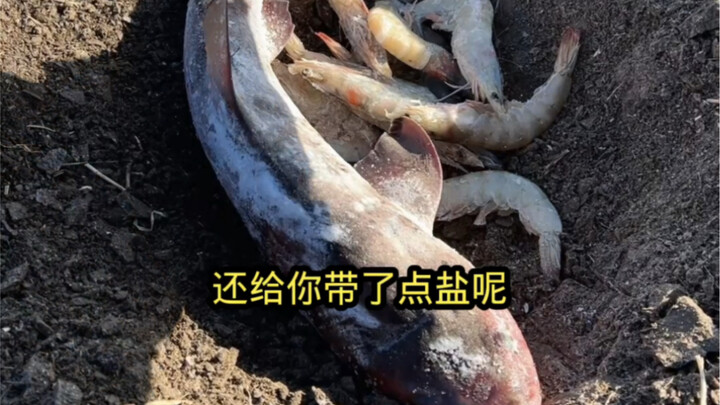 Hiu yang pernah selamat dari maut ternyata mati karena petasan!