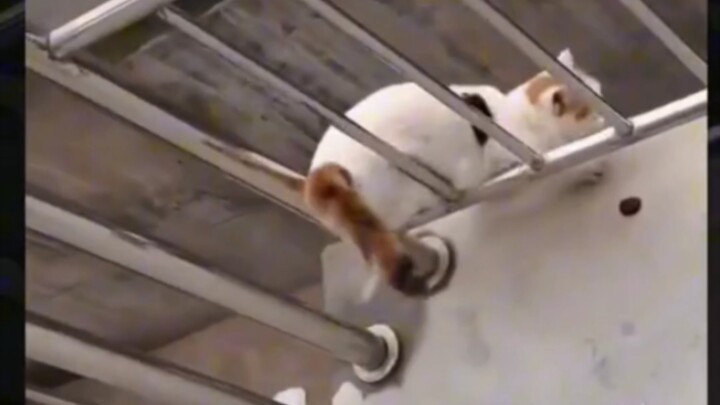 Còn lại 6 mạng.