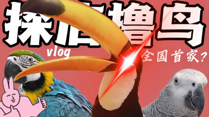 China's first parrot-themed store? Bird lovers, rush over here!!!