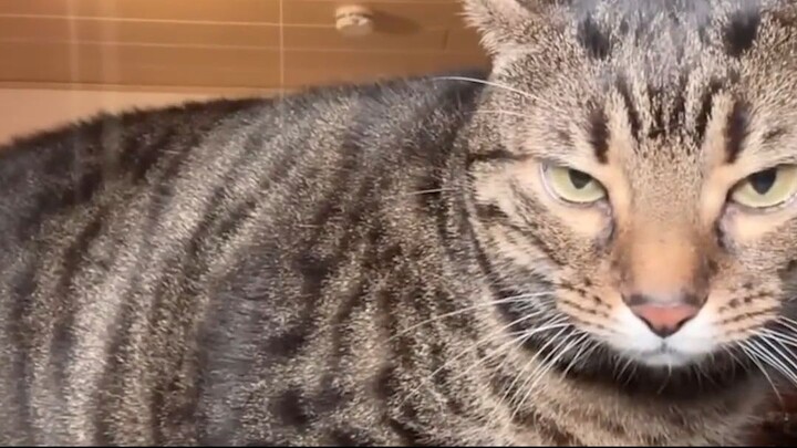 funny pets video - top amazing 003