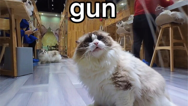 A Working Cat's Daily Life