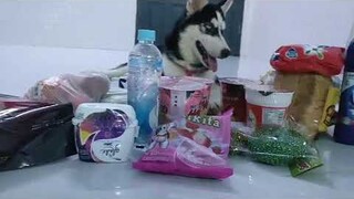 Siêu thị tạp hóa của Husky a ngáo || Husky sells groceries #husky #pet #ngáohusky #thucung