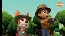 Paw Patrol Musim 8 Episode 7 dan Episode 8 Bahasa Indonesia Vision+