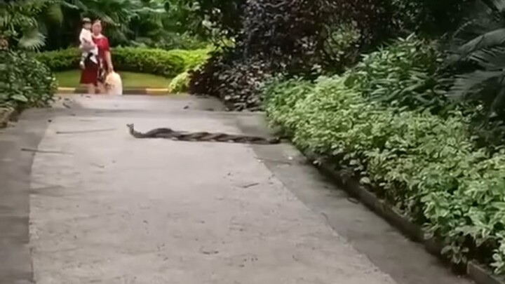 Holy crap! Two king cobras are locked in a fierce fight right in the residential complex—totally ter
