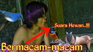 BERMACAM-MACAM ~SUARA HEWAN