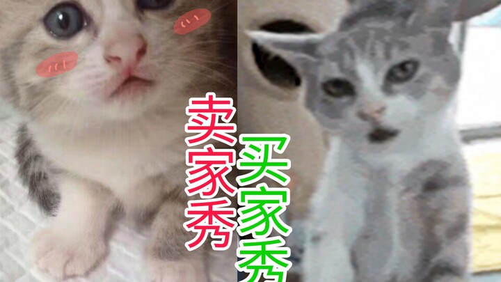 ระวัง! การรับเลี้ยงแมวอาจเจอ “ภาพลวงตา” ได้!! [แนะนำแมว ตอนที่ 4]