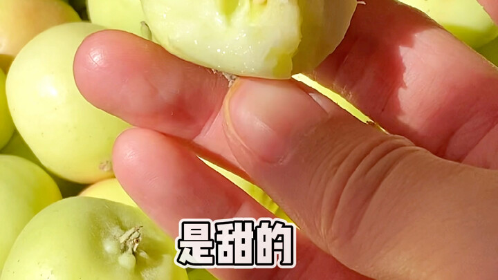 วิธีปลดล็อก “อิสระแห่งผลไม้” ในซินเจียงช่วงฤดูร้อน