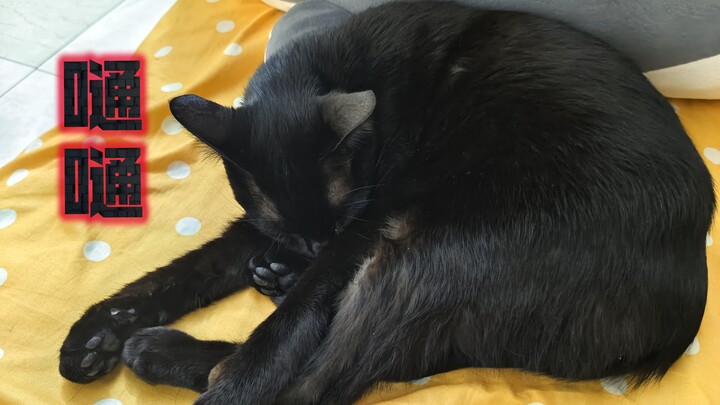 Cat Rules, Swift Cat: Yiji Hypnotized by "o嗵i嗵a"