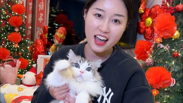 Today I’m feeding a pet blogger’s cat—let’s see how an internet-famous cat celebrates the New Year a
