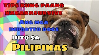 Part 1: Tips kung paano nakakasurvive ang mga bagong dating na imported dogs sa Pilipinas. Tagalog