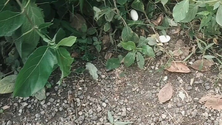 এই ডিম গুলা কিসের বলতে পারবেন কেও?