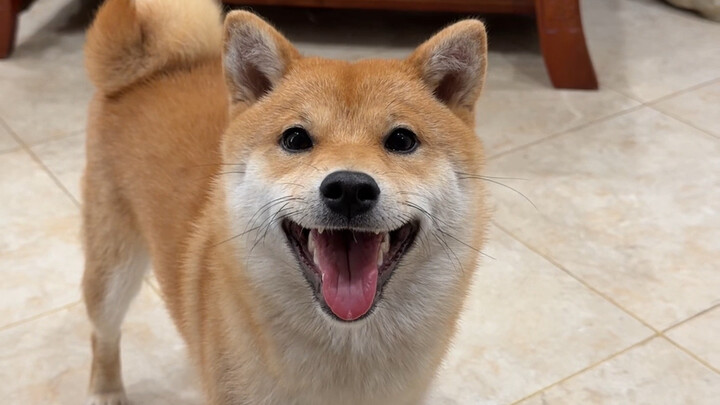 Chai Chai, seperti anjing kampung Tiongkok pada umumnya, memiliki rasa tanggung jawab yang tinggi te