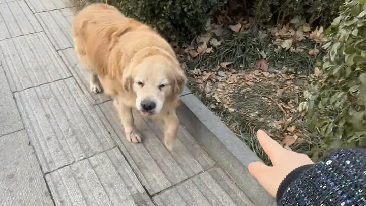 คนกับเจ้าโกลเด้นรีทรีฟเวอร์ตัวใหญ่มาเจอกันกลางทาง ทั้งสองฝ่ายตื่นเต้นกันสุดๆ! ฮ่าๆๆ มันยังแยกเขี้ยวย