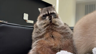 الراكون يأكل البطيخ#الراكون