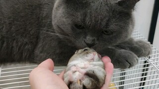 Saat saya menunjukkan tikus kepada kucing saya