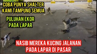 Masya Allah Kucing Liar Pasar Banyak Yang Kelaparan..!