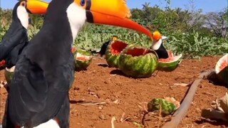 Một nông dân Brazil đã chụp ảnh một đàn chim tucano tụ tập trên ruộng dưa hấu của mình để ăn trộm dư