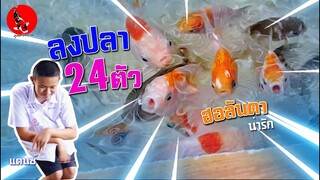 ลงปลาทอง 24ตัว  / มินิแอร์ลิฟท์ / ระบบกรองบ่อทำเองบ้านๆ l คุณพ่อคราฟ EP.26