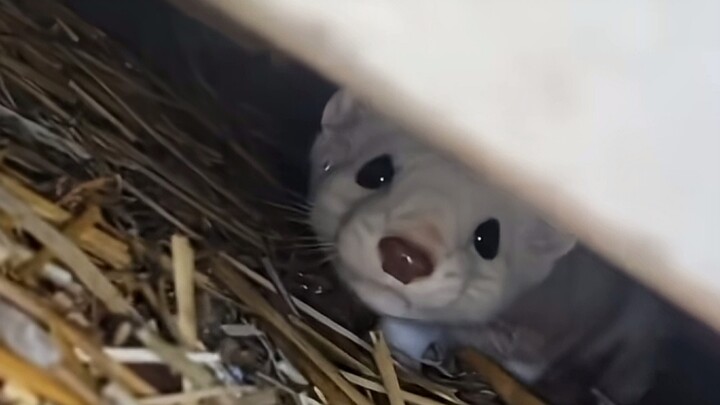 I fed the little guy, and unexpectedly, he brought me a gift!