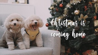 Vlog | Giáng Sinh đã về đến nhà | KIRA