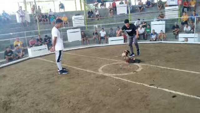 Rackim greyhatch win in 4stag derby at stephanie colisium dumnggas iloilo,