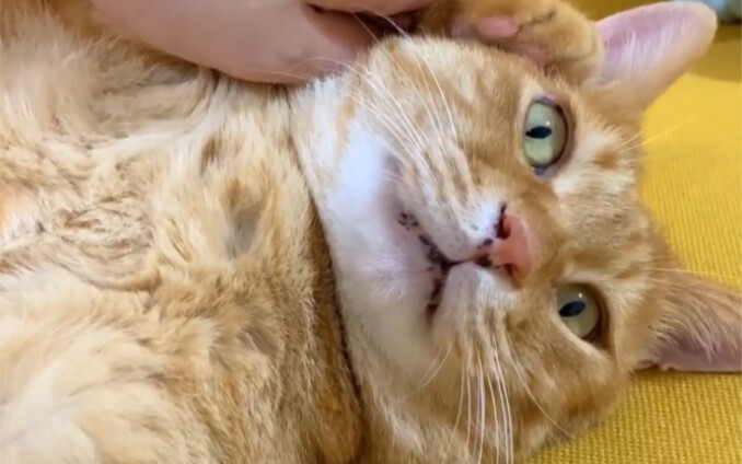 Hari ke-N saat pangeran berubah jadi kucing dan hanya memanjakan majikannya yang polos dan manis!