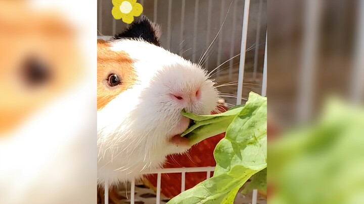 Chia sẻ một video động nè~ Đừng bấm xu, đừng lãng phí nhé! Hehe, 🌼 mọi người ở nhà chắc cũng chán lắ