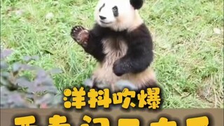 After making Hua Hua popular on TikTok, this foreign girl is now raving about the "Three Princes of 