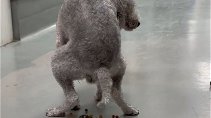 This dog ate a bellyful of water, baby—vomiting and diarrhea.