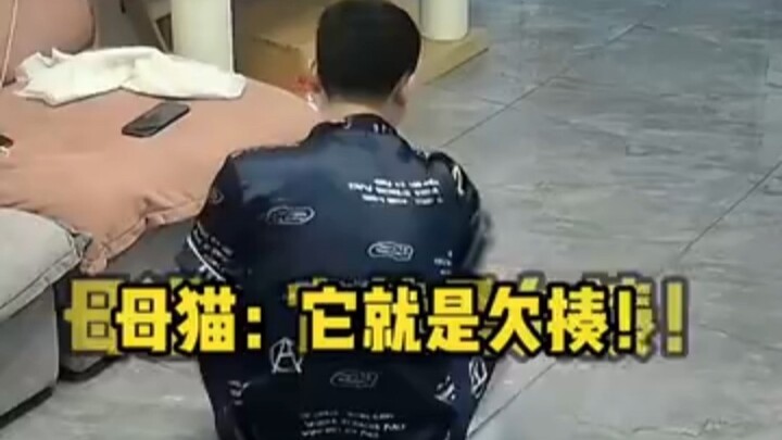 แมวแม่: ไกลแค่ไหนก็ต้องจัดการ!!