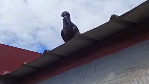 racing pigeon dumalaw sa bubong.