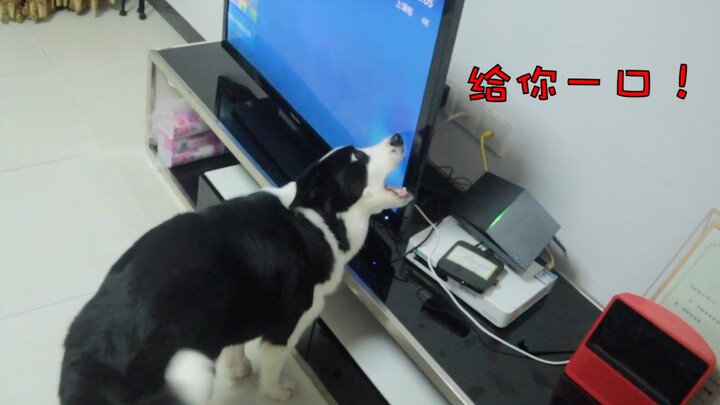 Faktanya, televisi bukan untuk ditonton, melainkan mainan bagi anjing border collie!