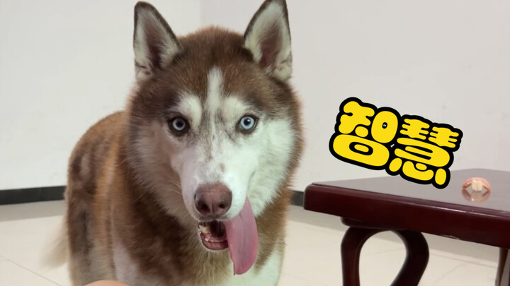 Husky: Pokoknya aku yang berusaha, semua orang bisa makan!